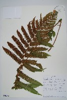 登錄號:P010058藏品圖，第1張