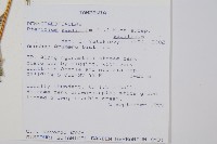 蕨藏品圖，第2張