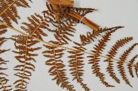 蕨藏品圖，第3張