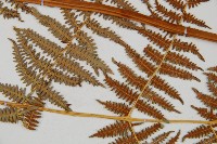 蕨藏品圖，第4張