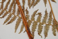 蕨藏品圖，第5張