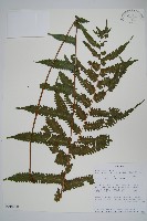 登錄號:P010060藏品圖，第1張