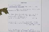 登錄號:P010060藏品圖，第2張