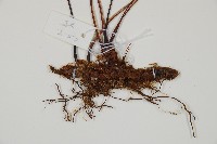 雉尾烏毛蕨藏品圖，第3張