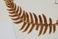 雉尾烏毛蕨藏品圖，第4張