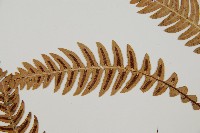 雉尾烏毛蕨藏品圖，第5張