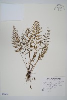 威氏鐵角蕨藏品圖，第1張