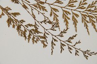 威氏鐵角蕨藏品圖，第3張