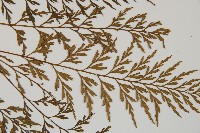 威氏鐵角蕨藏品圖，第4張