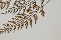 威氏鐵角蕨藏品圖，第5張