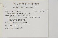 生芽鐵角蕨藏品圖，第2張