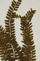 生芽鐵角蕨藏品圖，第3張