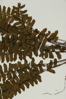 生芽鐵角蕨藏品圖，第4張