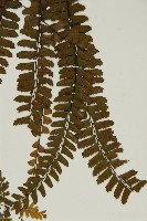 生芽鐵角蕨藏品圖，第5張