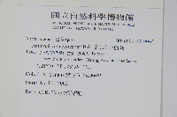 車前蕨藏品圖，第2張