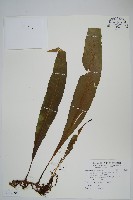 大星蕨藏品圖，第1張