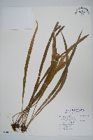 書帶蕨藏品圖，第1張