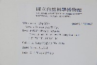 書帶蕨藏品圖，第2張