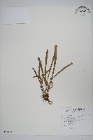 姬書帶蕨藏品圖，第1張