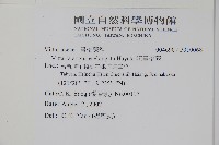 姬書帶蕨藏品圖，第2張