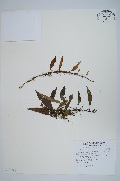 骨牌蕨藏品圖，第1張