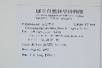 骨牌蕨藏品圖，第2張