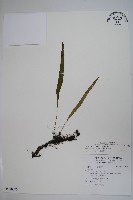 麟瓦葦、川上氏瓦葦藏品圖，第1張