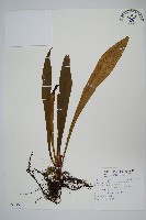 台灣劍蕨藏品圖，第1張