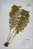 耳形瘤足蕨藏品圖，第1張