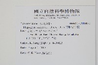 耳形瘤足蕨藏品圖，第2張