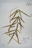 大葉鳳尾蕨藏品圖，第1張