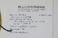 大葉鳳尾蕨藏品圖，第2張