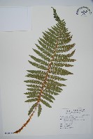 尖葉耳蕨藏品圖，第1張