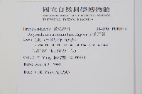 尖葉耳蕨藏品圖，第2張