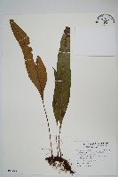 斷線蕨藏品圖，第1張
