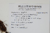 斷線蕨藏品圖，第2張