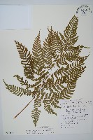 臺灣鱗毛蕨藏品圖，第1張