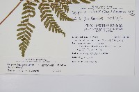 臺灣鱗毛蕨藏品圖，第2張