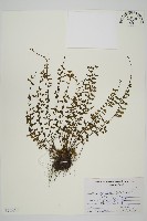 鱗柄鐵角蕨藏品圖，第1張