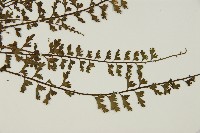 鱗柄鐵角蕨藏品圖，第3張