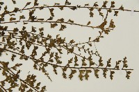 鱗柄鐵角蕨藏品圖，第4張