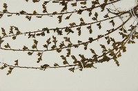 鱗柄鐵角蕨藏品圖，第5張