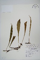 柳葉劍蕨藏品圖，第1張