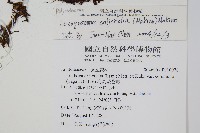 柳葉劍蕨藏品圖，第2張