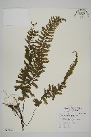 薄葉孔雀鐵角蕨、邊孢鐵角蕨藏品圖，第1張