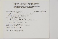 薄葉孔雀鐵角蕨、邊孢鐵角蕨藏品圖，第2張