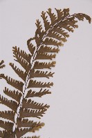 薄葉孔雀鐵角蕨、邊孢鐵角蕨藏品圖，第3張