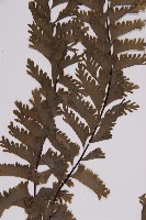 薄葉孔雀鐵角蕨、邊孢鐵角蕨藏品圖，第4張