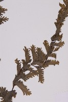 薄葉孔雀鐵角蕨、邊孢鐵角蕨藏品圖，第5張