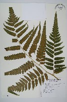 廣葉鋸齒雙蓋蕨藏品圖，第4張